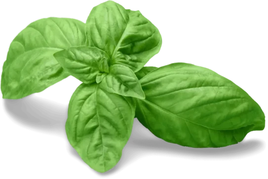 basil